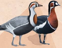 تُعدّ لوحة أوز ميدوم إحدى أروع الجداريات في تاريخ الفن المصري القديم، وهي تُنسب إلى مقبرة نِفرمعت في منطقة ميدوم بمحافظة بني سويف، وتعود إلى الأسرة الرابعة، أي نحو عام 2500 قبل الميلاد. تصوّر اللوحة ستة طيور من الأوز المصري بألوان زاهية مدهشة في انسجامٍ دقيق بين الأحمر والبني والأخضر والرمادي، مما جعلها تُلقّب بـ «موناليزا الفن المصري القديم» لما تحمله من واقعية وجمالٍ وتناسقٍ فني مبهر.